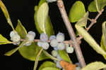 Eastern swamp privet